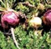 Maca Extract